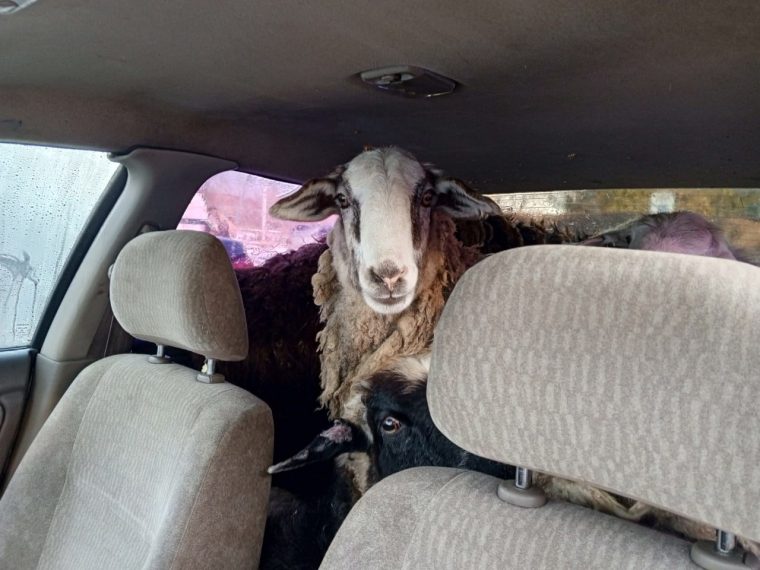 post-18036 thumbnail